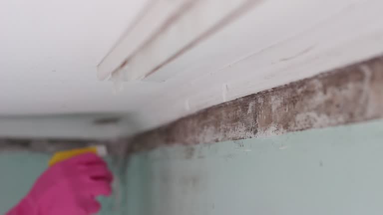 Best Mold Prevention Services  in Mirrormont, WA